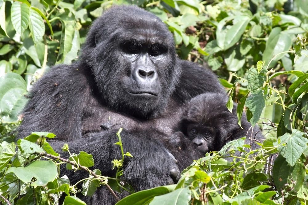 Silverback Lodge Buhoma Екстер'єр фото